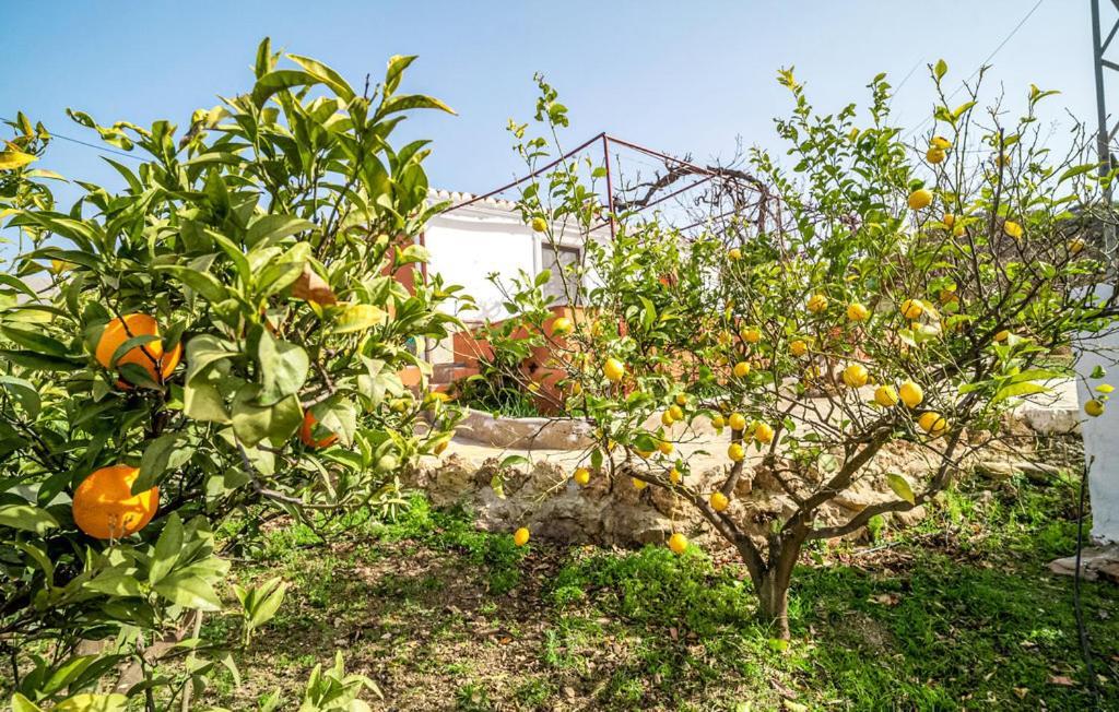 Casa Rural Antonio Y Esperanza Periana Ngoại thất bức ảnh